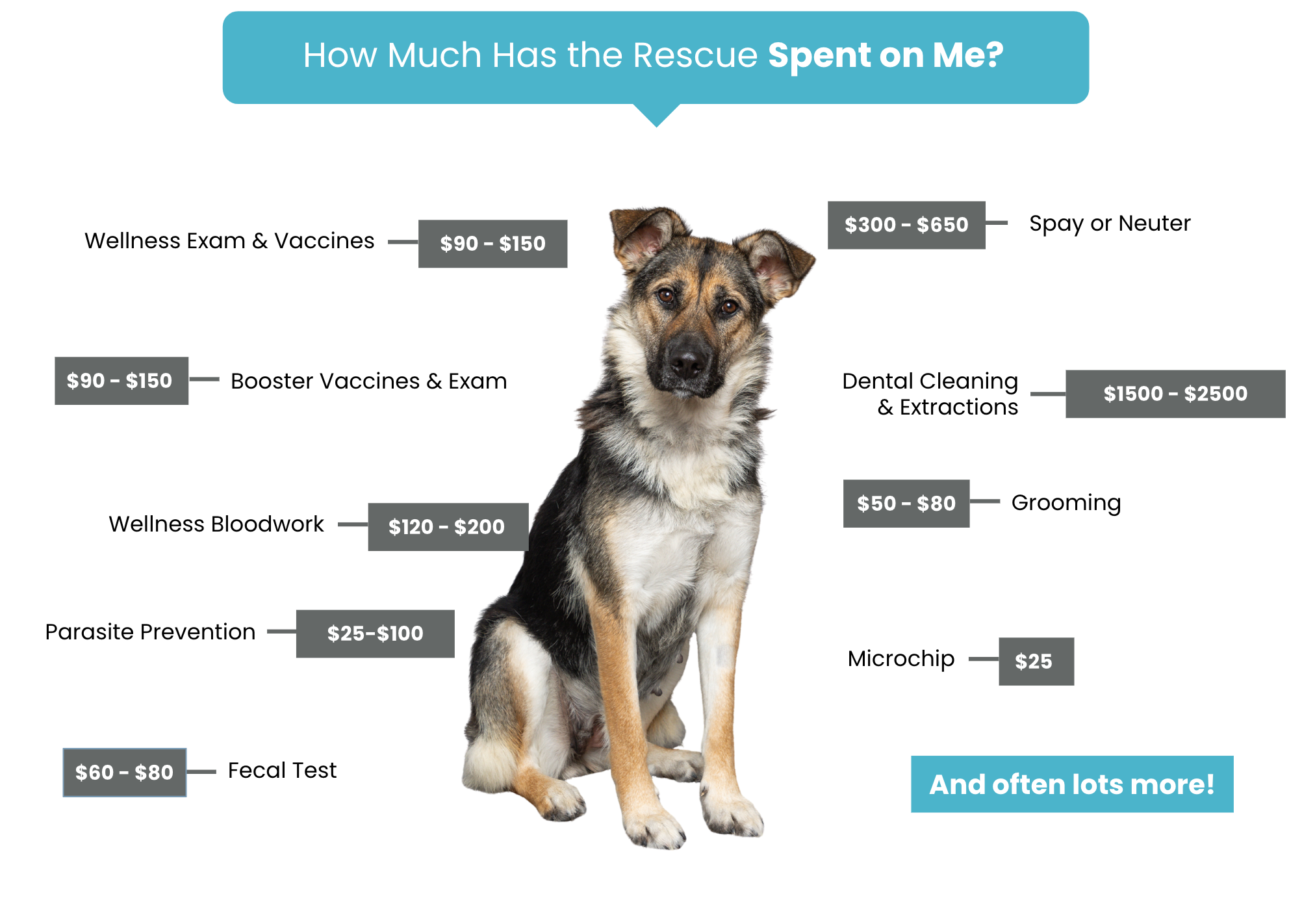Fee-Graphic-Setup-–-Precious-Paws-Rescue-Google-Slides-09-30-2025_12_26_PM