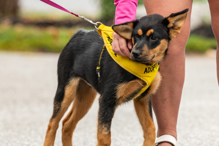 Adobe Express - file