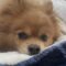 Teddy
