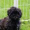 Coda (now Koda)