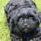 Coda (now Koda)