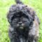 Coda (now Koda)