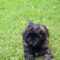 Coda (now Koda)