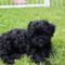 Coda (now Koda)