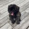 Coda (now Koda)
