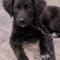 Peggy (now Ruby)
