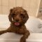 Pipher
