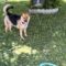 Nala