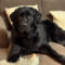 Dottie