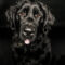 Dottie