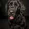 Dottie