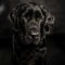 Dottie