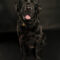Dottie